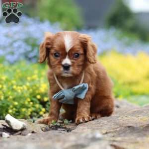 Mr. Bentley, Cavalier King Charles Spaniel Puppy